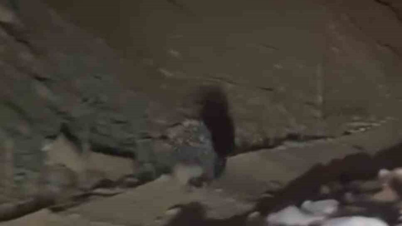 Yüksekova'da nadir görülen Hint oklu kirpi görüntülendi