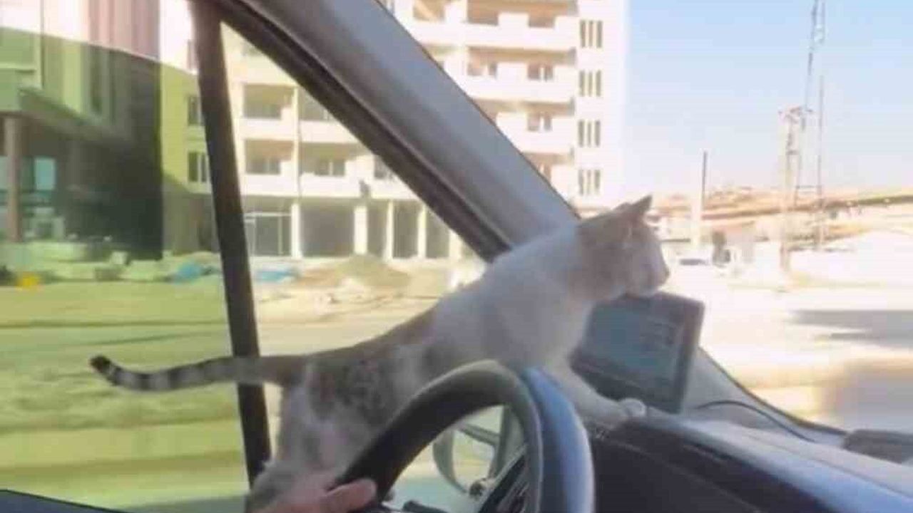 Yüksekova'da toplu taşıma şoförü, soğuktan titreyen kediyi aracına alarak hayatını kurtardı