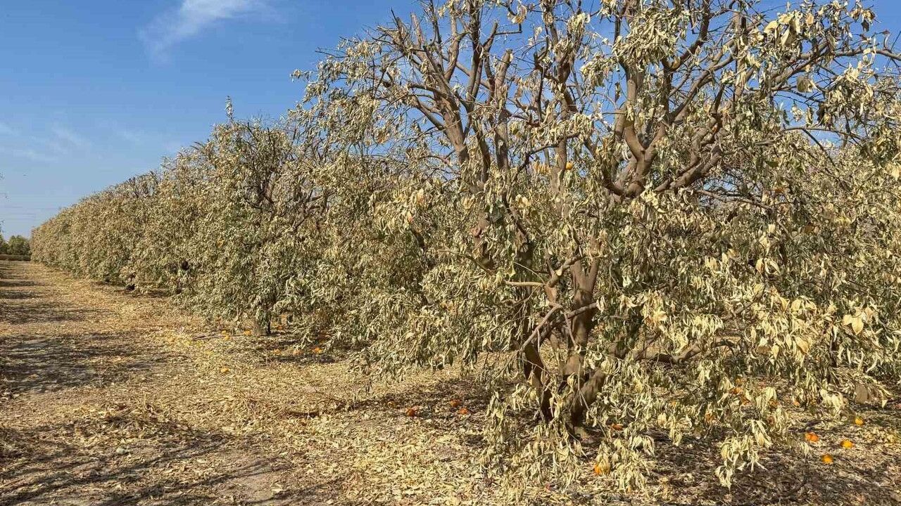 Yüreğir Ziraat Odası Başkanı Doğan: Greyfurt Üreticileri Don Desteklerine Dahil Edilmeli
