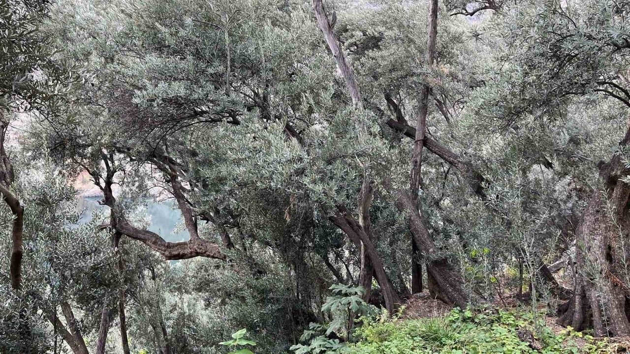 Yusufeli'nin Uluslararası Ödüllü Butko Zeytini: Hasat Sürüyor, Coğrafi İşaret İçin Adımlar Atıldı