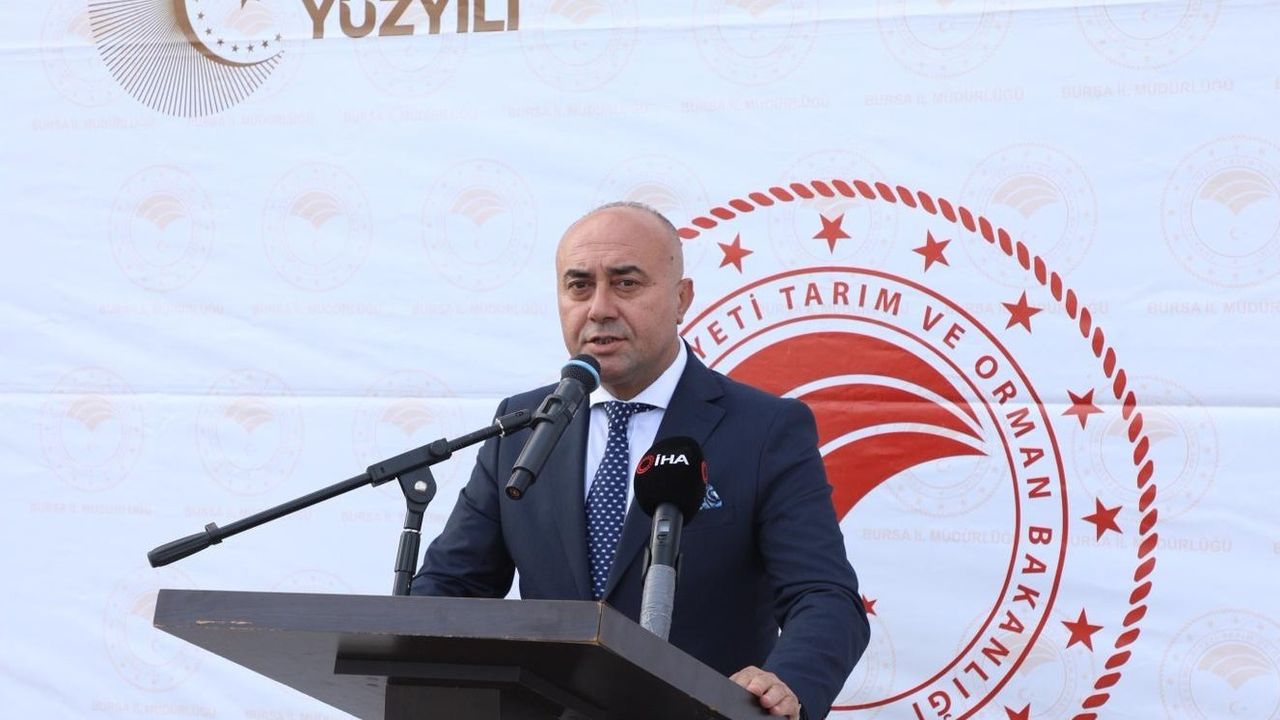 Zeytin hasadı başladı: Marmarabirlik 70 bin ton alım ve 50 milyon dolarlık ihracat hedefliyor