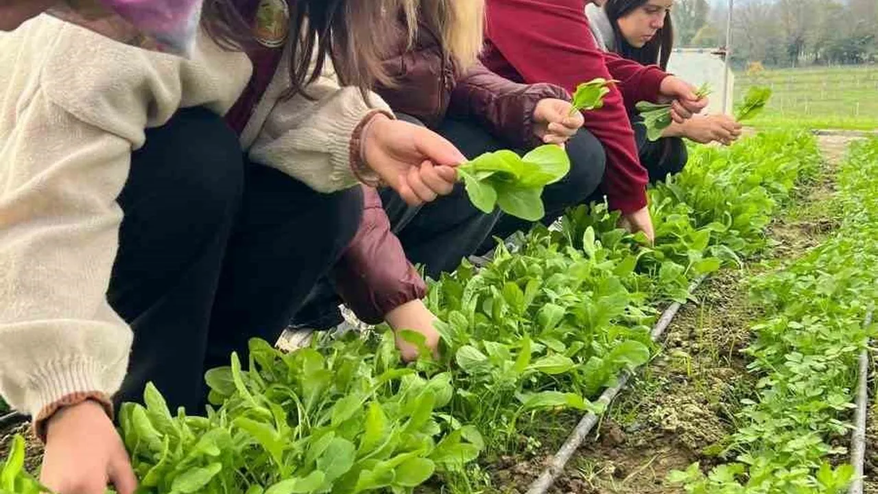 Zonguldak Çaycuma'da Tarım Lisesi Öğrencileri Uygulamalı Derste Tere ve Roka Hasadı Yaptı