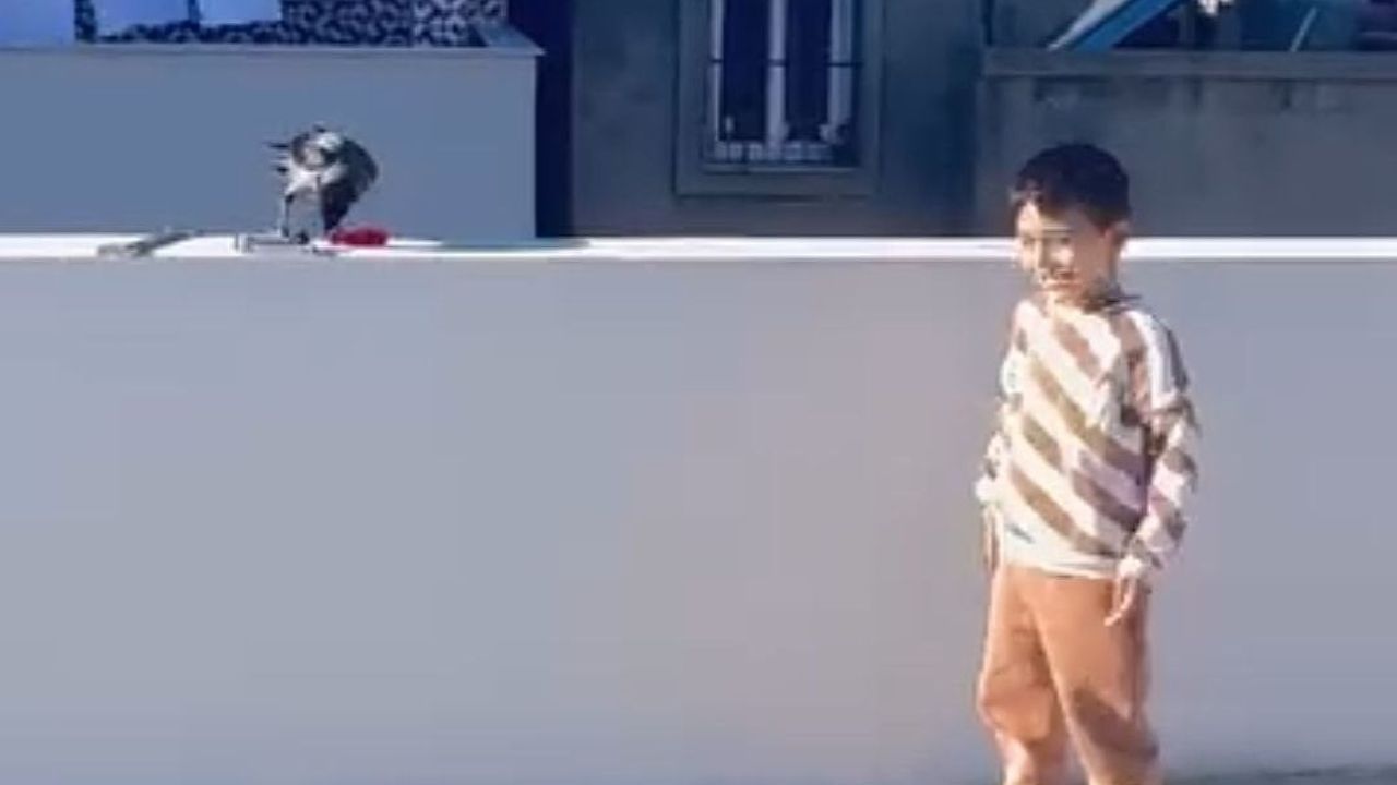 Adana Akkapı'da karga bir ailenin damını mesken tuttu