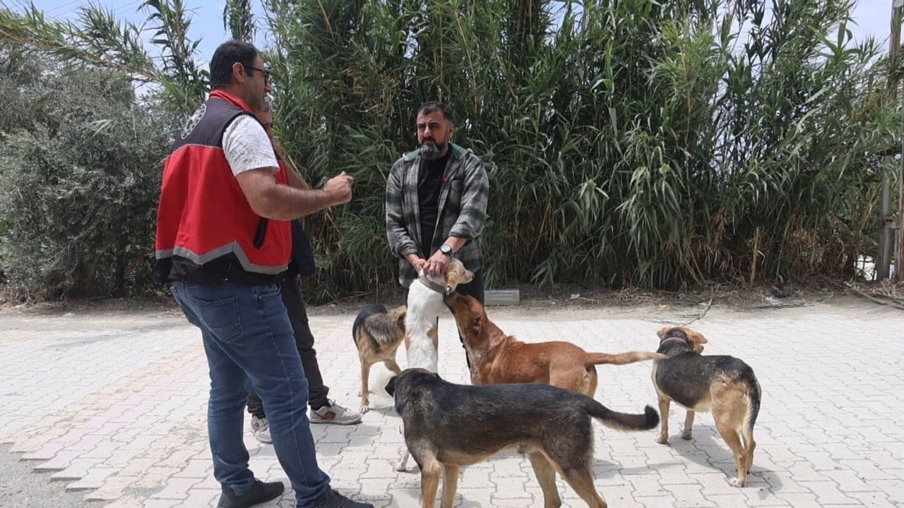 Adana'da 2025'te 3 bin 865 kedi ve 3 bin 577 köpeğe mikroçip takıldı; son başvuru 31 Aralık