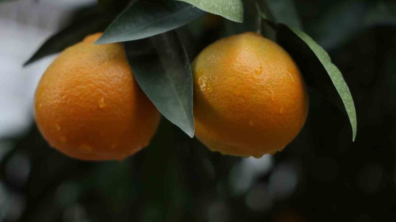 Adana'da 4 Gün Süren Yağmur Çukurova Çiftçisini Rahatlattı