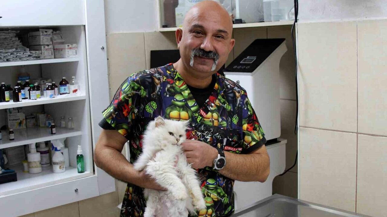 Adana'da 6 aylık British Longhair kedi, nadir doğumsal genital anomaliyle doğdu — başarılı operasyonla iyileşti