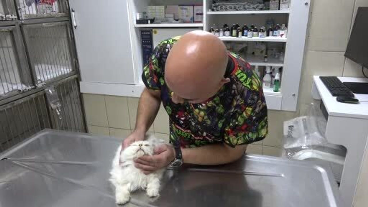 Adana'da bulunan 6 aylık British Longhair kedi nadir doğumsal genital anomaliyle tespit edildi; ameliyatla iyileşti