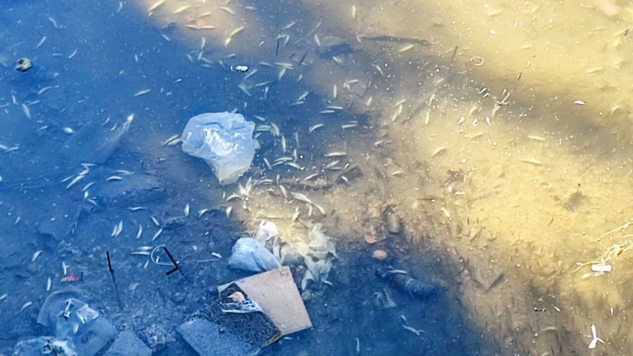 Adana'da kuraklık: Seyhan Nehri'nde balık ölümleri ve itfaiye müdahalesi