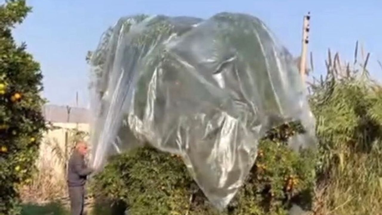 Adana'da mandinaları korumak için ağaçlar naylonla örüldü