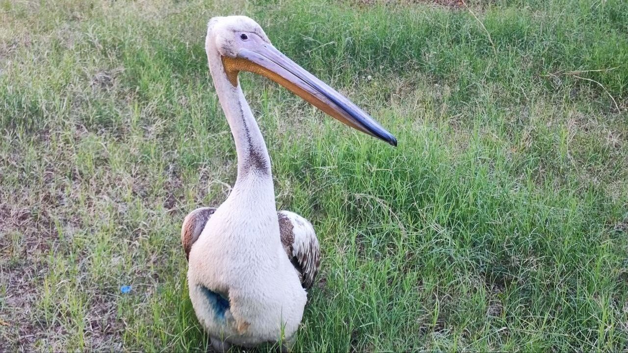 Adana'da yaralı pelikan ile görevli arasında gelişen dostluk