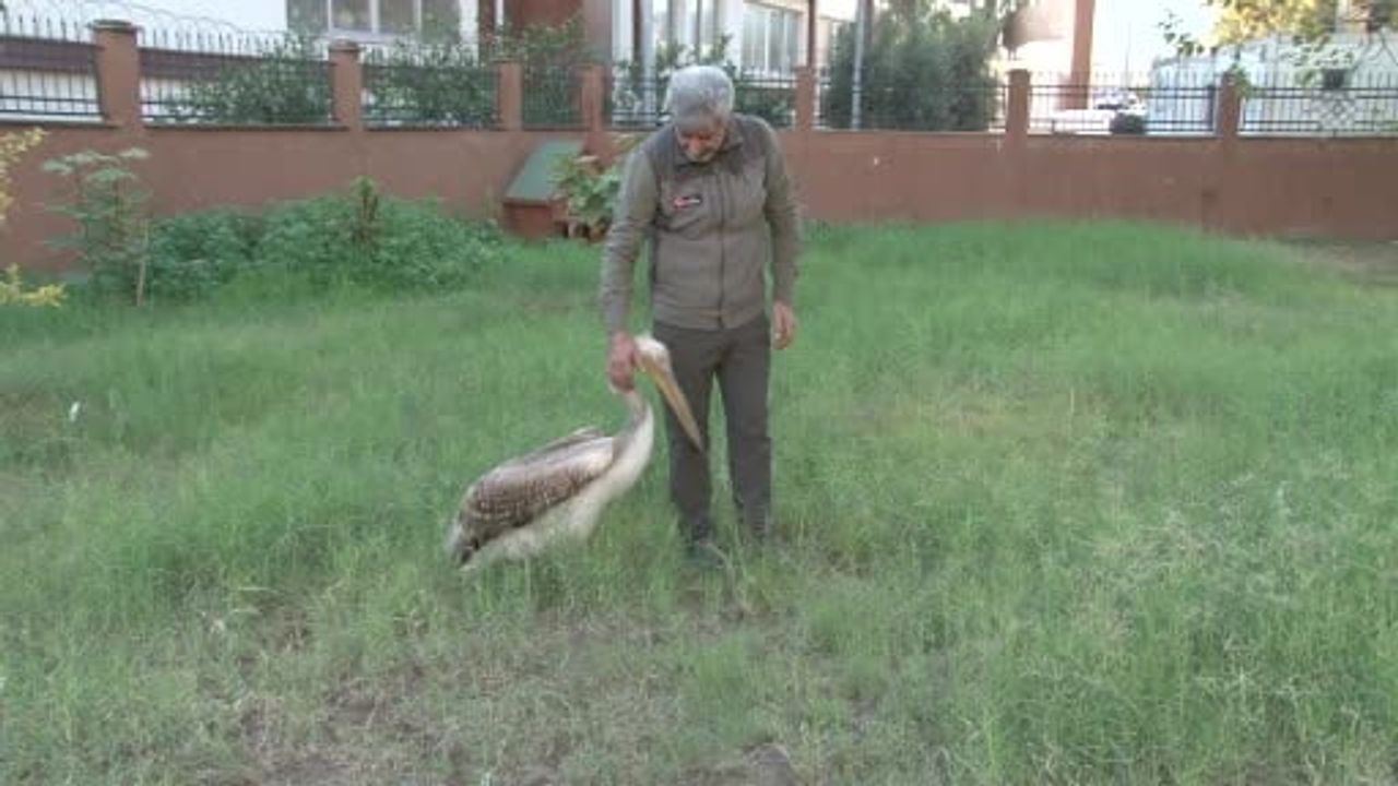 Adana’da Yaralı Pelikan, Tedavisini Yapan Görevliyle Güçlü Bağ Kurdu