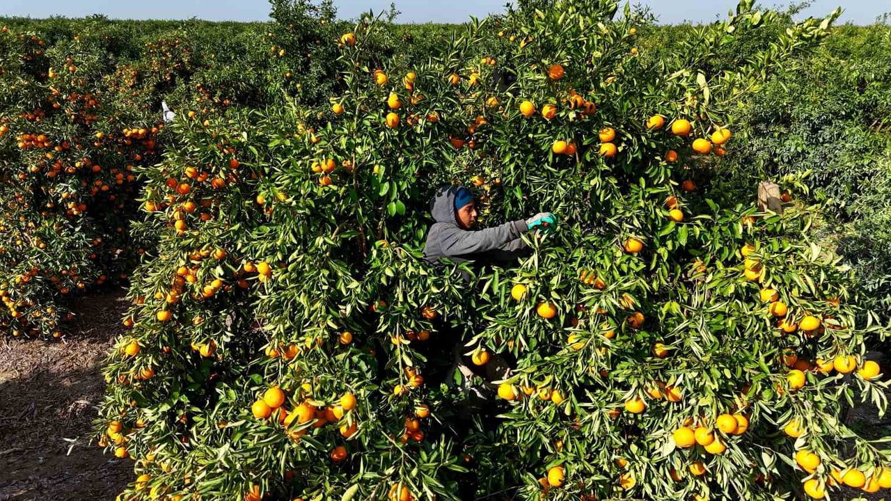 Adana'da yeni yıl öncesi narenciye hasadı yoğunlaşırken ihracat sürüyor