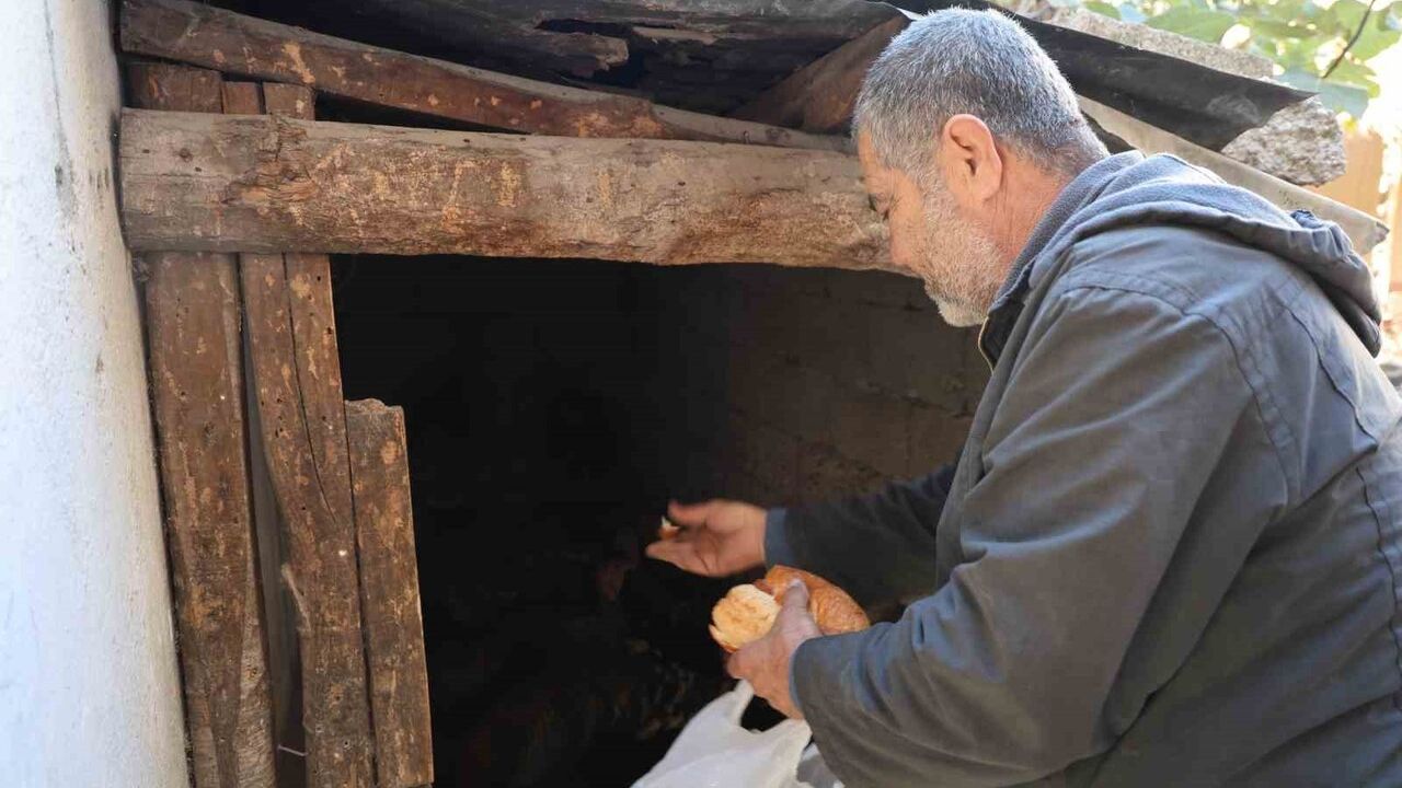 Adana Kozan'da hindiler çarşıda gezdirilerek satışa çıkarılıyor
