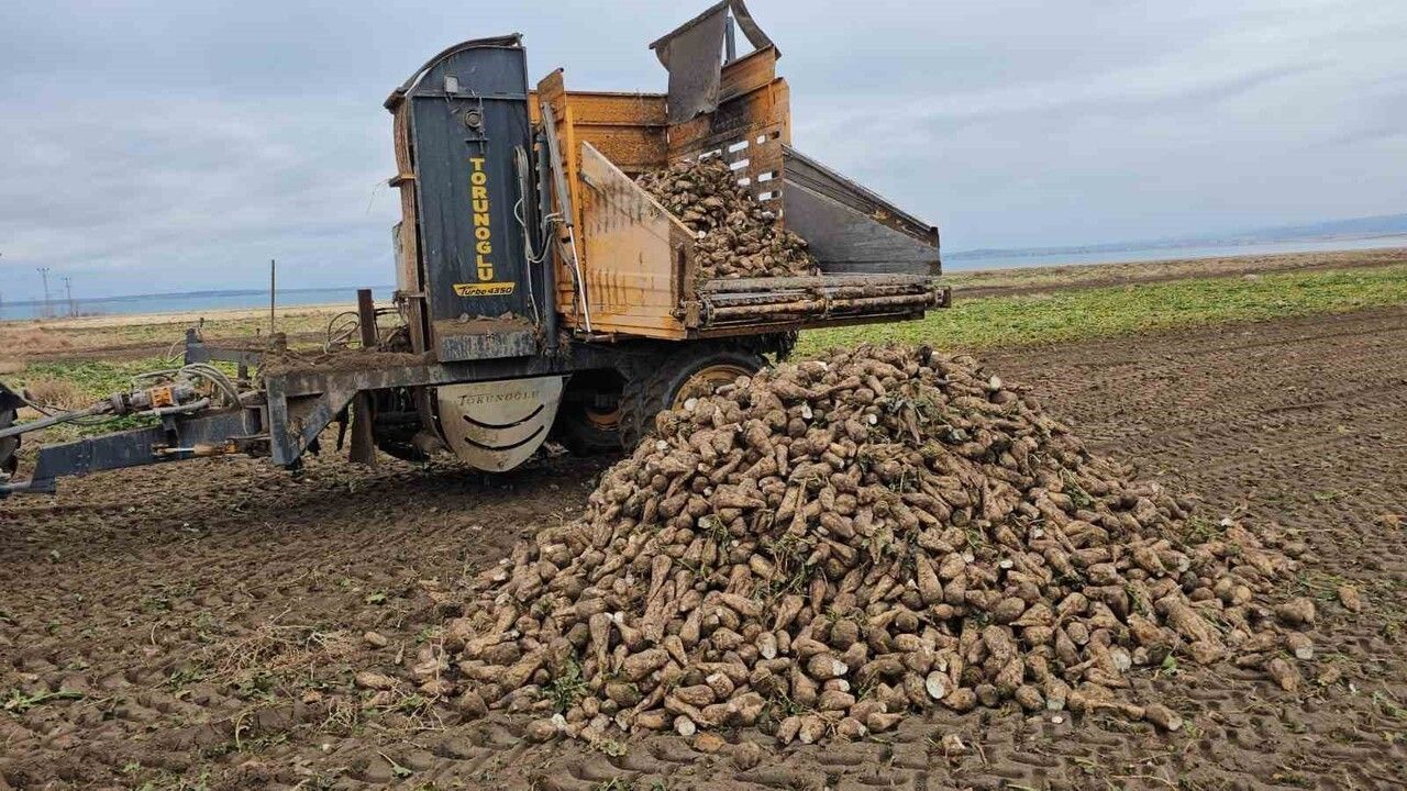 Adilcevaz'da şeker pancarı söküm çalışmaları yoğun tempoyla sürüyor
