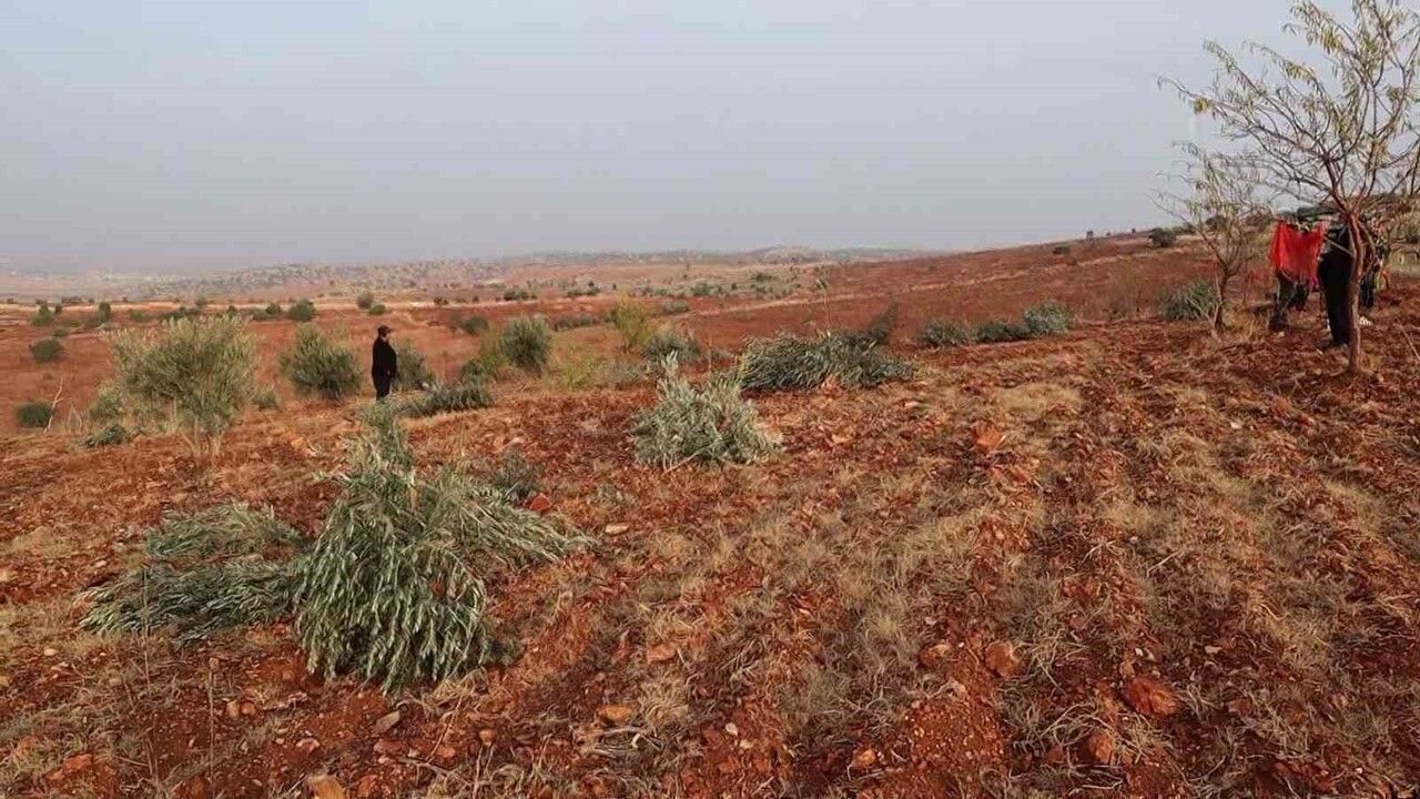 Adıyaman Besni'de 500 dönüm arazide 10 bin meyve ağacı kesilip kırılarak yok edildi