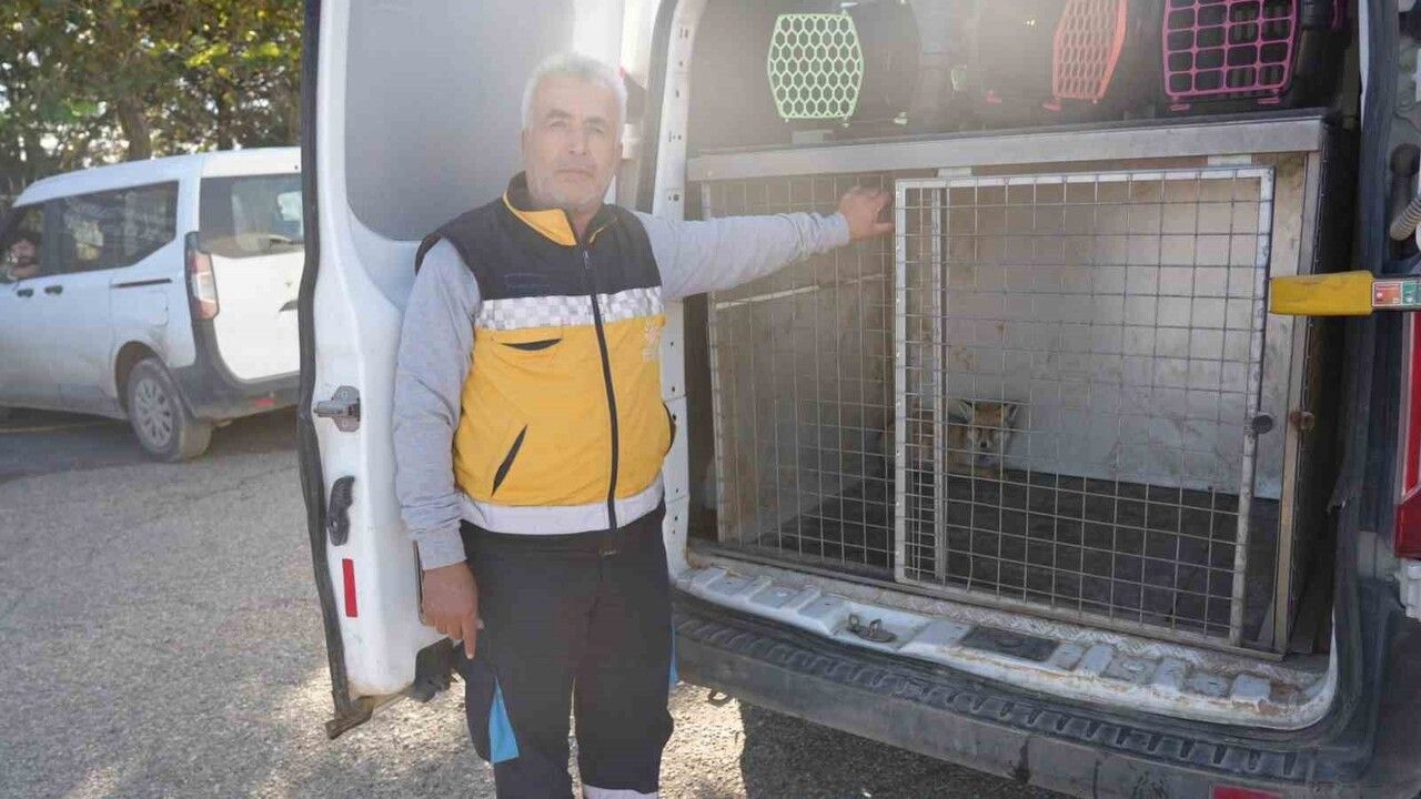 Adıyaman'da 1 yaşındaki yaralı tilki 3 haftalık tedavi sonrası doğaya bırakıldı