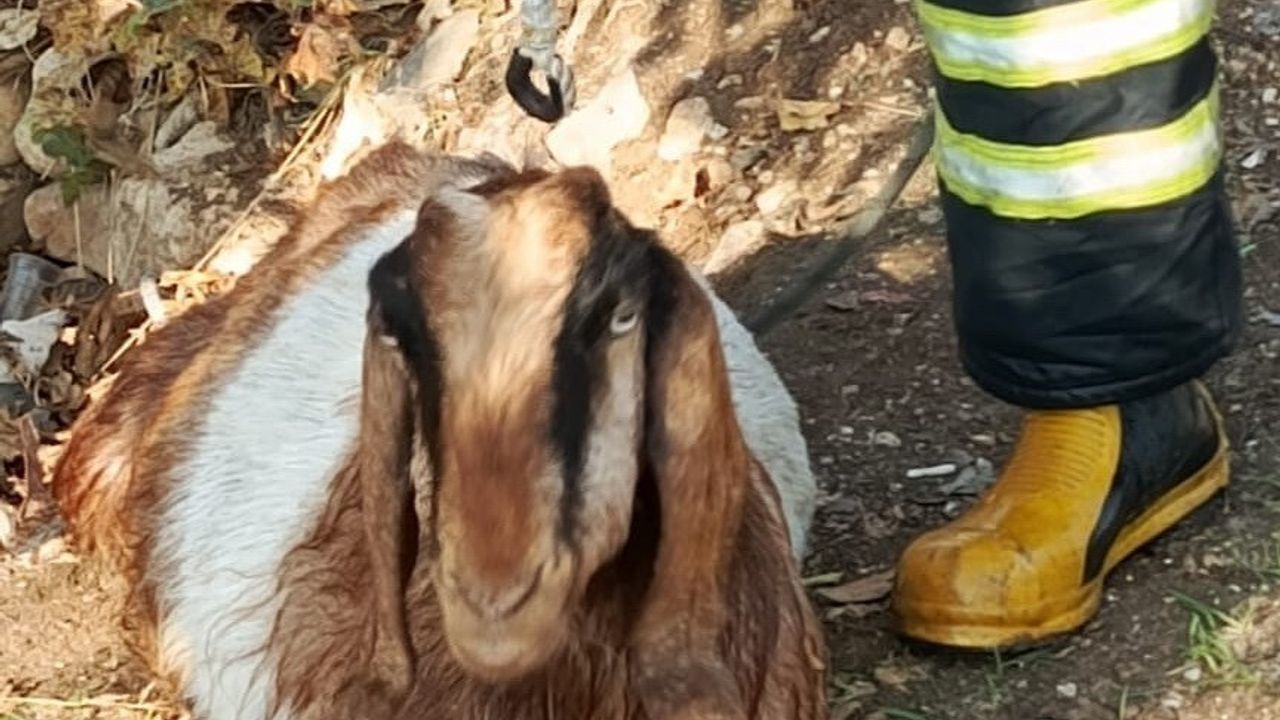 Adıyaman'da su kuyusuna düşen keçi itfaiye tarafından kurtarıldı