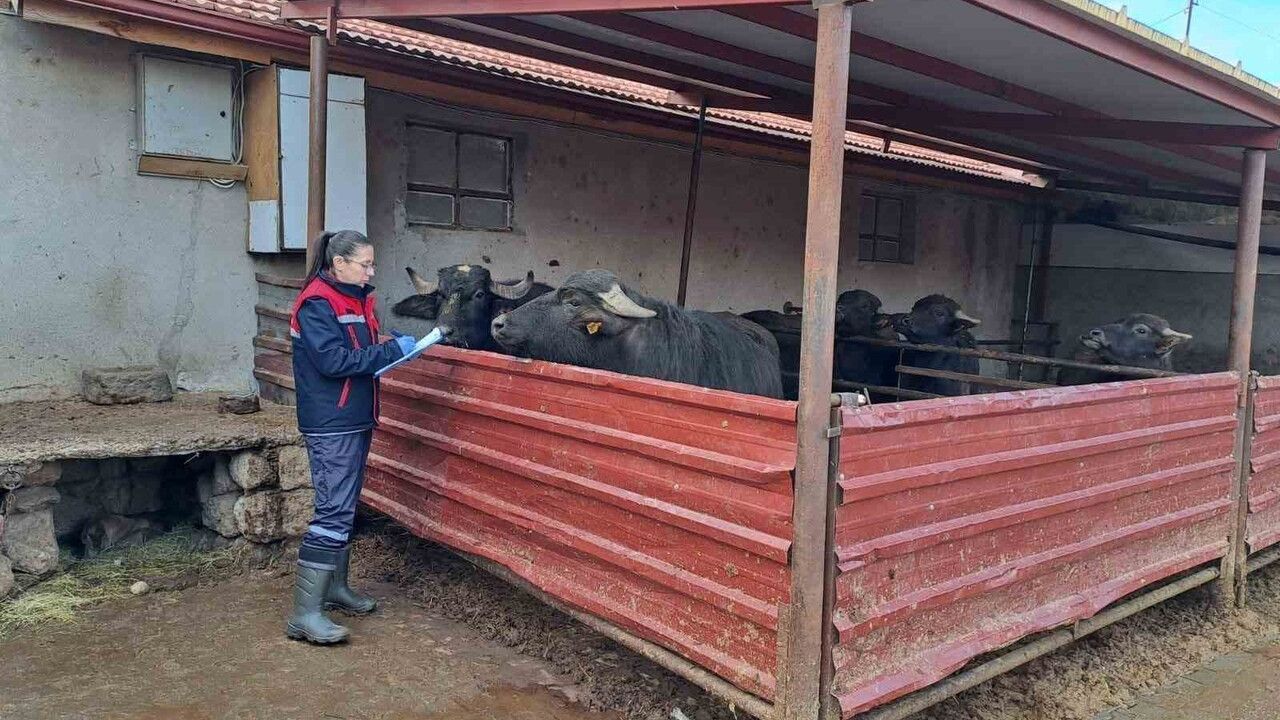Afyonkarahisar’da 'Halk Elinde Anadolu Mandasının Islahı Projesi' sürüyor