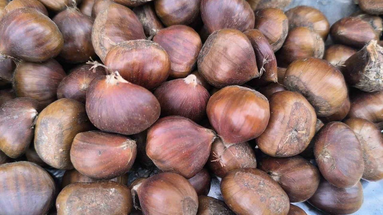 Afyonkarahisar Şuhut'ta kestane talebi artıyor; kilogram 200-250 lira