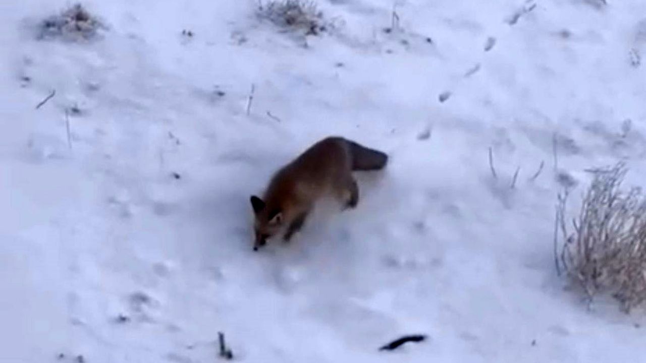 Ağrı'nın Diyadin ilçesinde aç kalan tilkiler ilçe merkezine indi