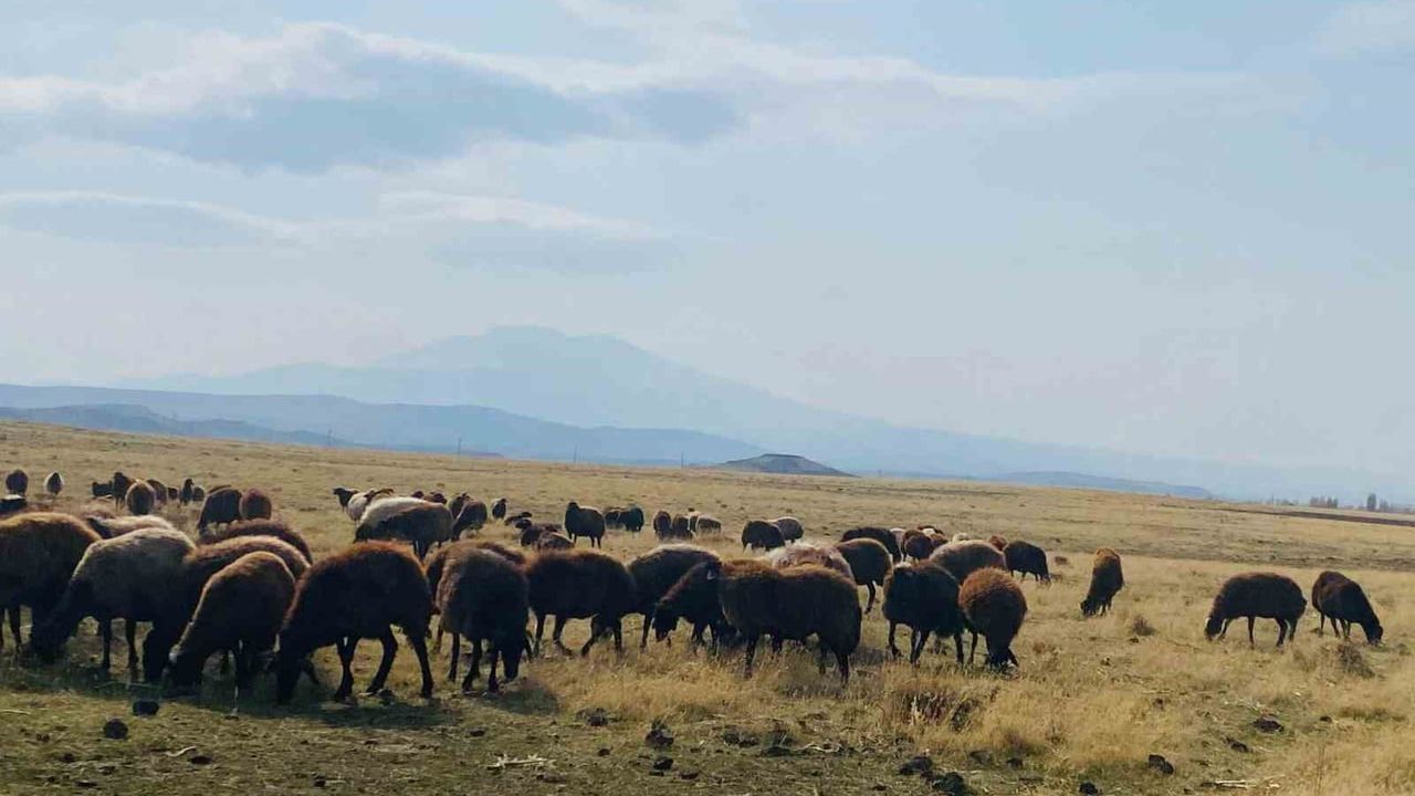 Ağrı Patnos'ta Ilıman Kış Koşulları Besicilere Merada Otlatma İmkanı Sağladı