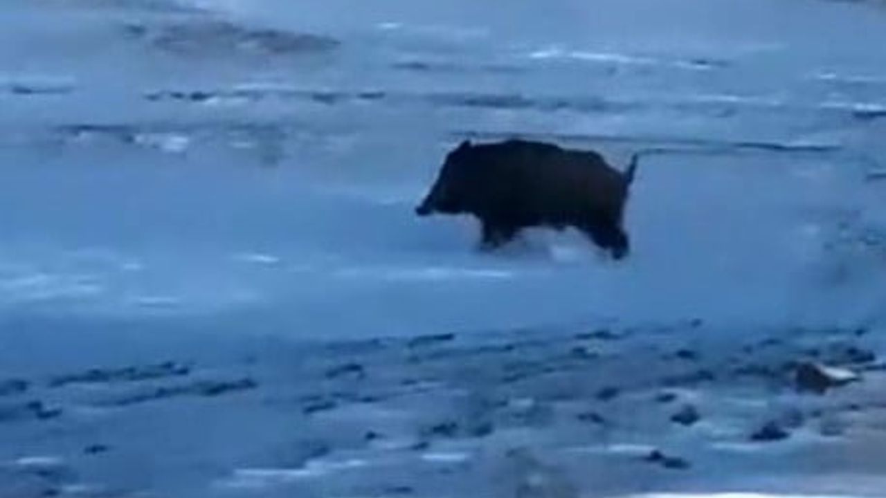 Ahlat'ta Kırklar Mahallesi yakınında domuz görüldü