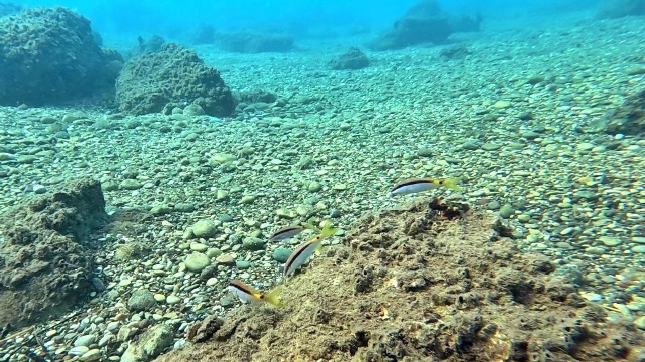 Akdeniz’de tür dengesi değişiyor: Kızıldeniz’den gelen balıklar Antalya kıyılarında yerli türleri baskılıyor