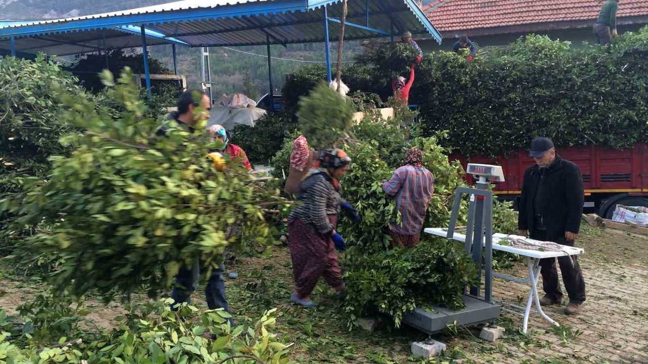 Akseki Sinanhoca'da defne hasadı: Kilosu 25 liraya satılan ürün yaklaşık 100 aileye gelir sağlıyor