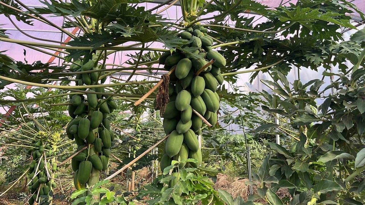 Alanya, 40 Bine Yakın Tropikal Meyve Üreticisiyle İç Talebi Karşılıyor; İhracat Altyapısı Gelişiyor