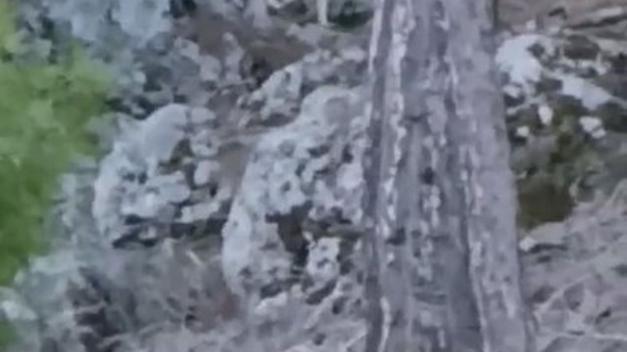 Alanya Uzunöz Mahallesi'nde yerleşim yakınında kurt görüntülendi