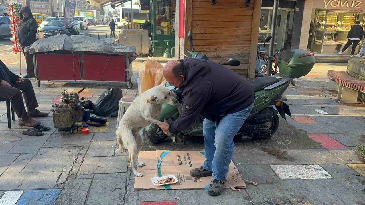 Alaplı’da ayakkabı boyacısı 10 yıldır engelli köpek Pamuk’a bakıyor