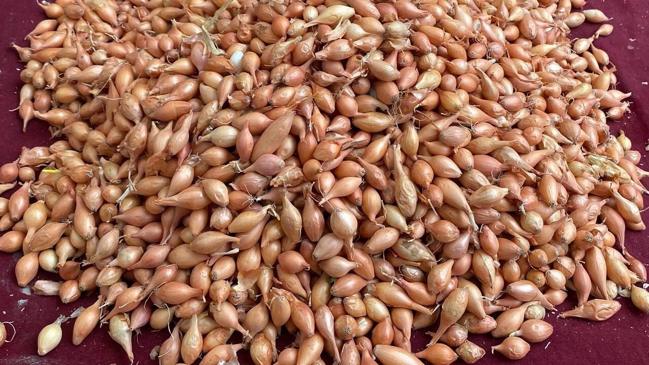 Alaşehir’de soğan üreticilerine 'dikim zamanı' uyarısı: Kazım Kalın’ın tavsiyeleri