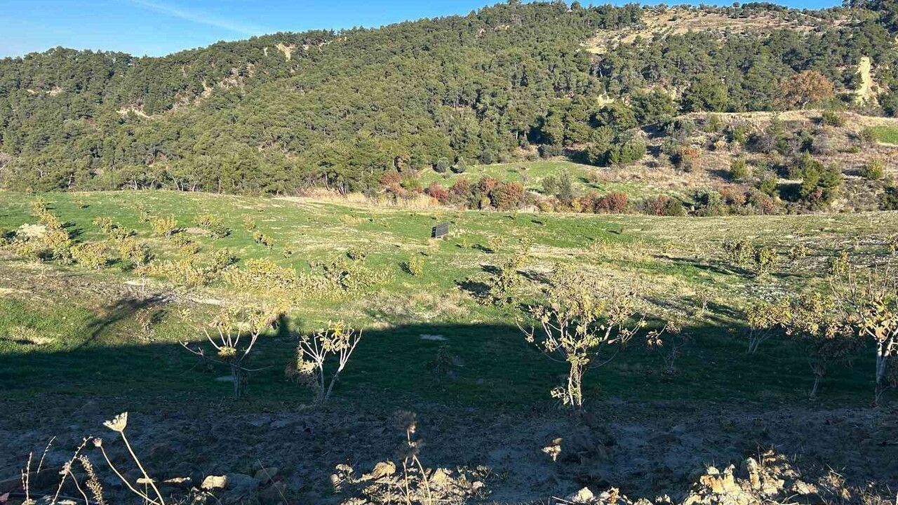 Ali Uzunırmak, TBMM eski İdare Amiri olarak siyasetin ardından incir bahçelerinde üretime odaklandı