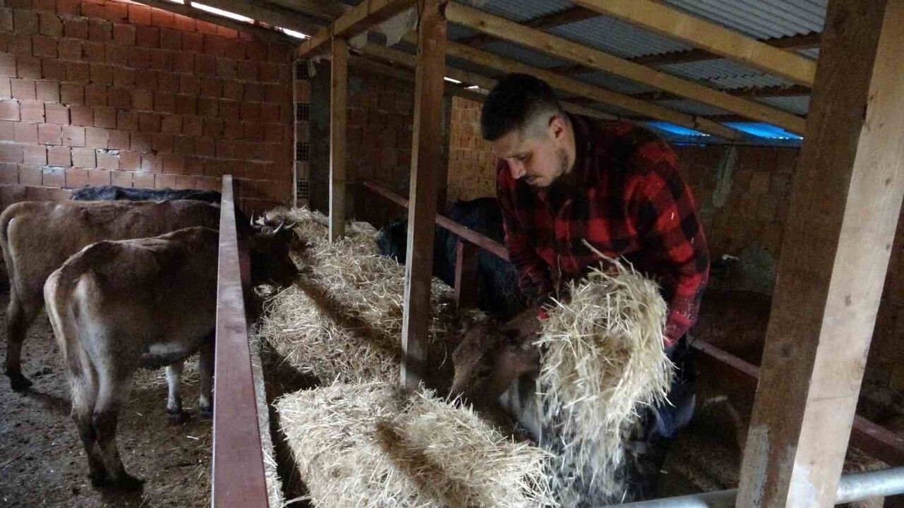 Almanya'dan Tirebolu'ya döndü: Uğur Gedik 27 büyükbaşla hayvancılık kurdu, et kombinası hedefliyor