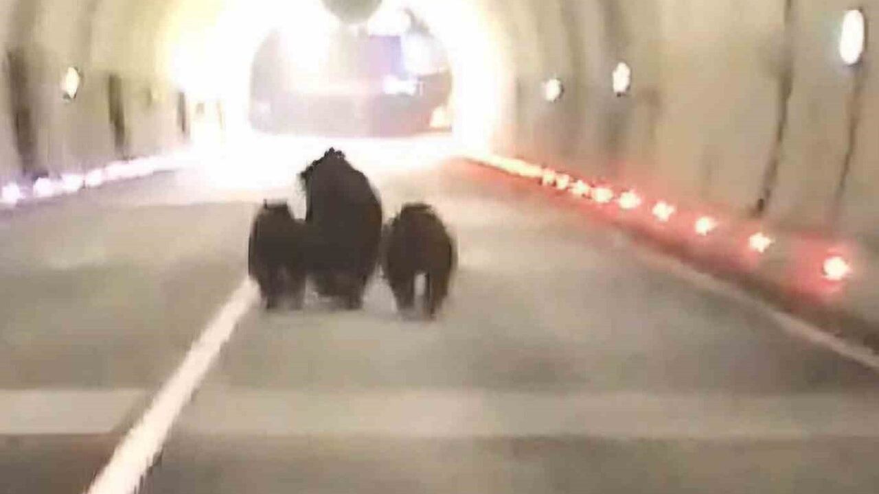 Amasra tünelinde 3 ayı görüntülendi: Anne ayı ve 2 yavru 1100 metrelik tüneli koşarak geçti