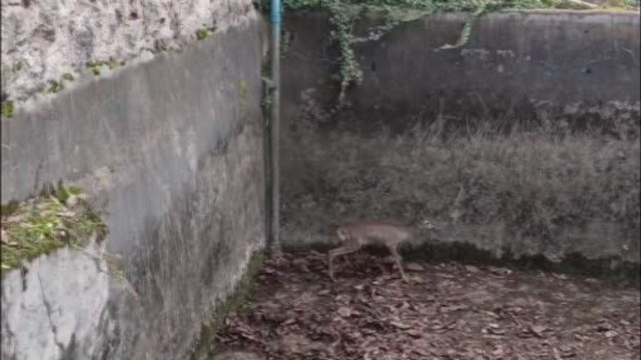 Amasya’da Boş Sulama Havuzuna Düşen Yavru Karaca İtfaiye Ekiplerince Kurtarıldı