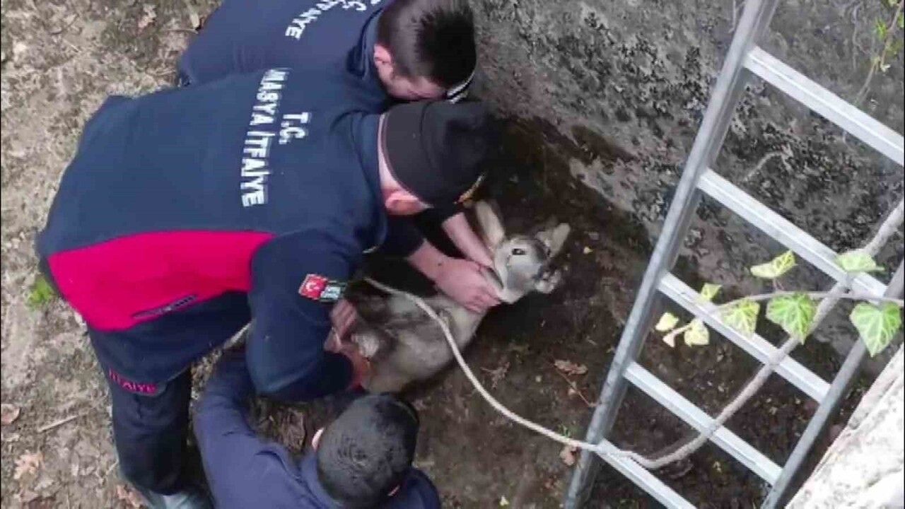 Amasya'da boş sulama havuzuna düşen yavru karaca itfaiye tarafından kurtarıldı