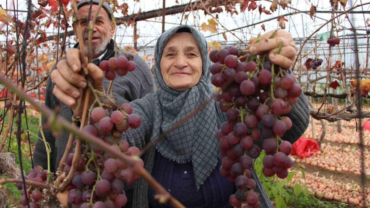 Amasya’da Feruziye Kancı, Serada Haziran–Aralık Arası Üzüm Hasadıyla Aile Gelirini Artırdı