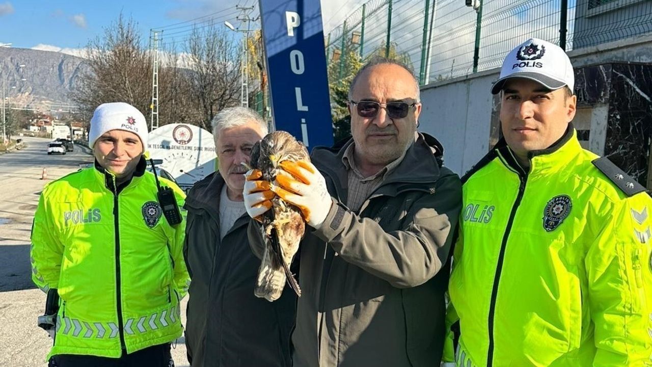 Amasya'da yol kenarında yaralı kızıl şahin bulundu, polis korumasına alındı