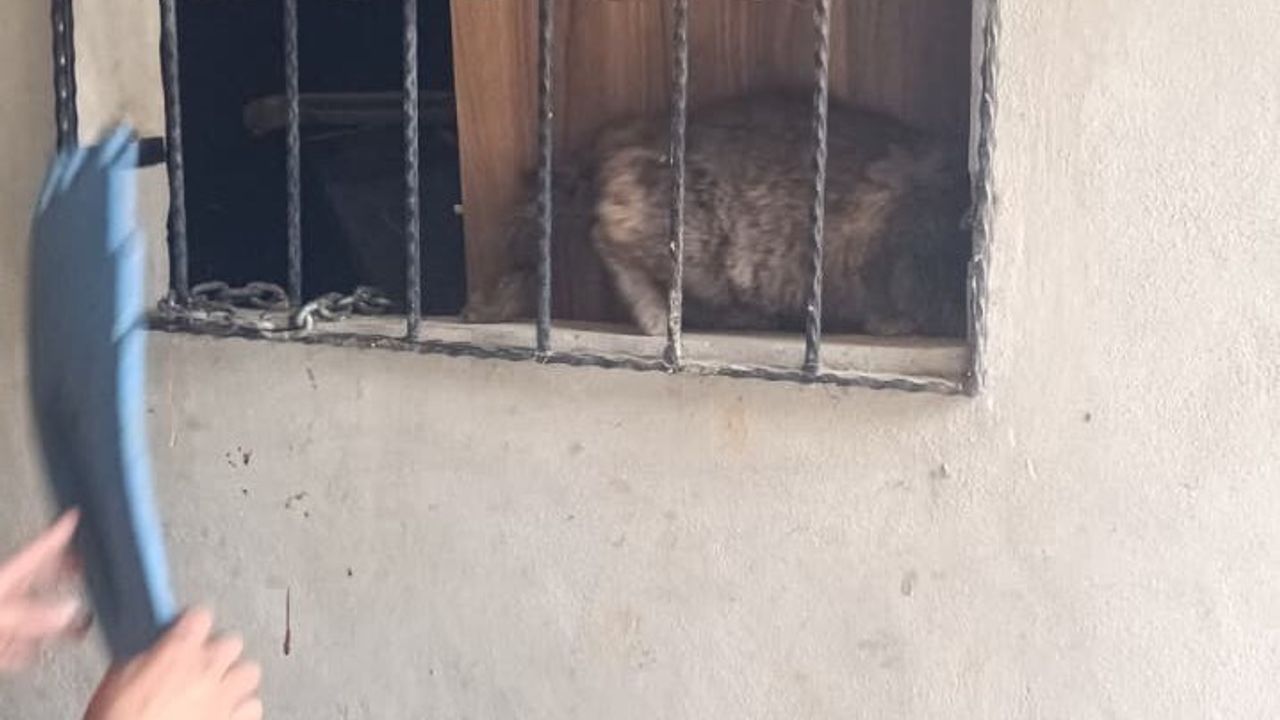 Antakya'da demir korkuluklara sıkışan kedi itfaiye tarafından kurtarıldı