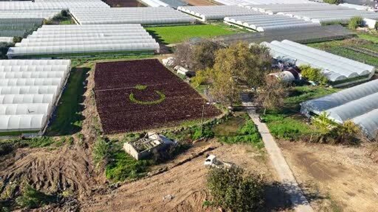 Antalya’da 1,5 dönümlük tarlaya 13 bin marulla Türk bayrağı deseni oluşturuldu