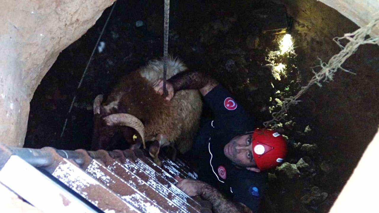 Antalya'da üzeri toprakla örtülen 5 metrelik eski su kuyusuna düşen 2 koyun kurtarıldı