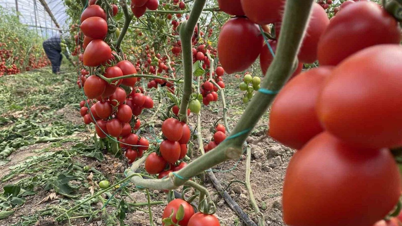 Antalya Ticaret Borsası: Kasım'da Domates ve Sebze Fiyat Endekslerinde Önemli Yıllık Düşüş