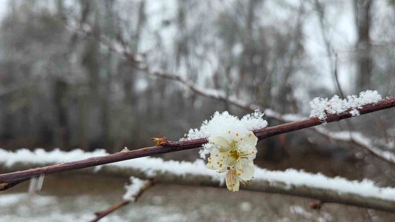 Araplı'da Aralıkta Çiçek Açan Erik Ağaçları Kar Altında Kaldı