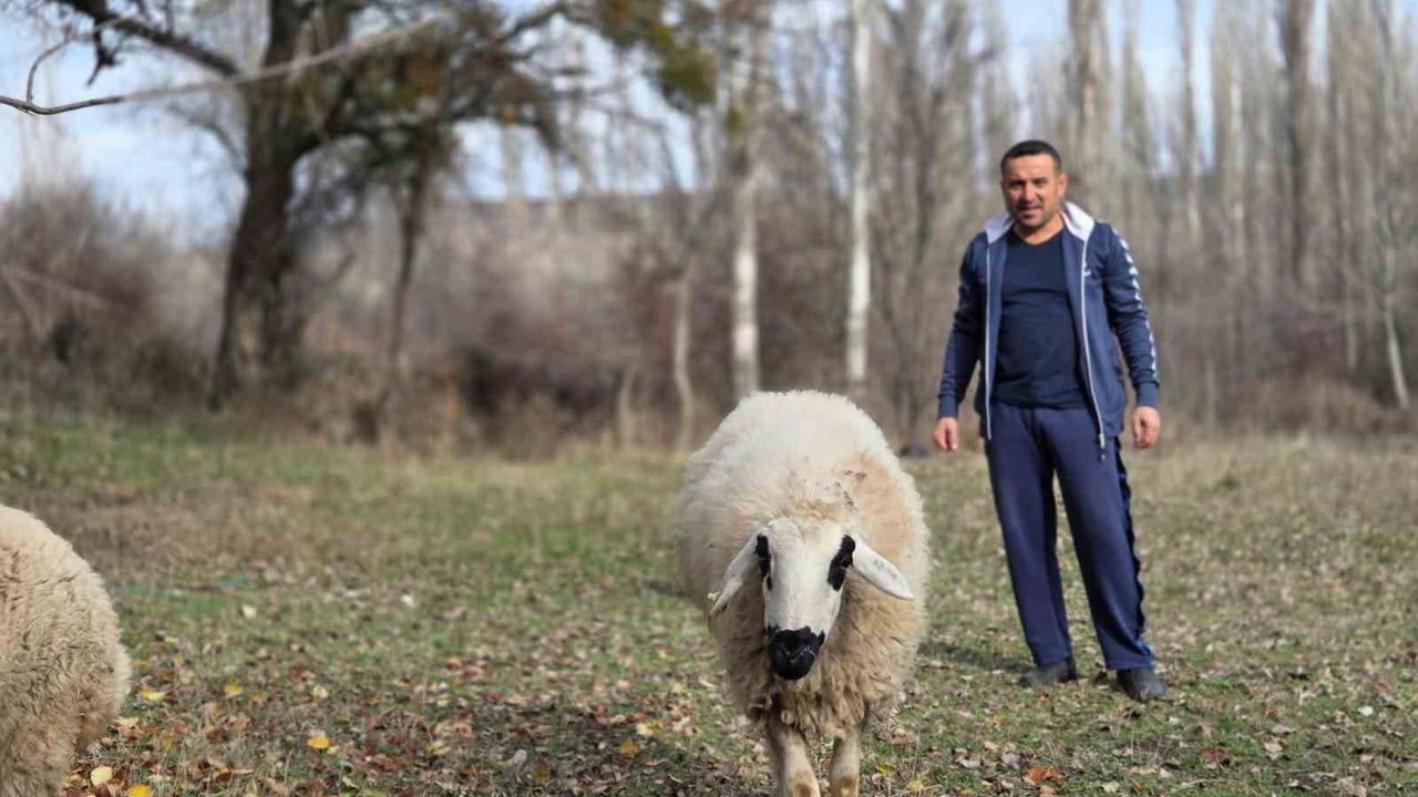 Araplı’da emekli Erol Önal, kesmeyi düşünüp aldığı iki koyunla günlük yürüyüş antrenörü oldu