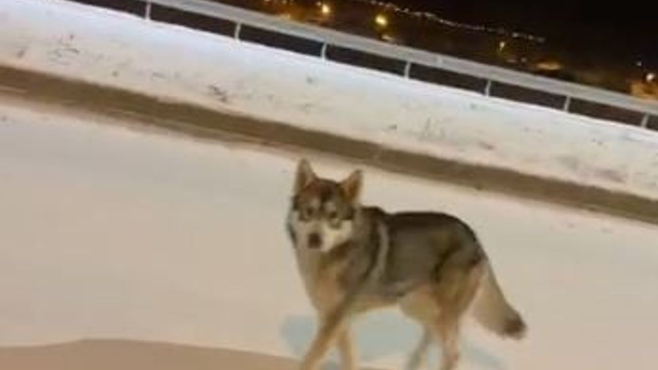 Ardahan'da şehir merkezine inen kurt vatandaşlarca görüntülendi