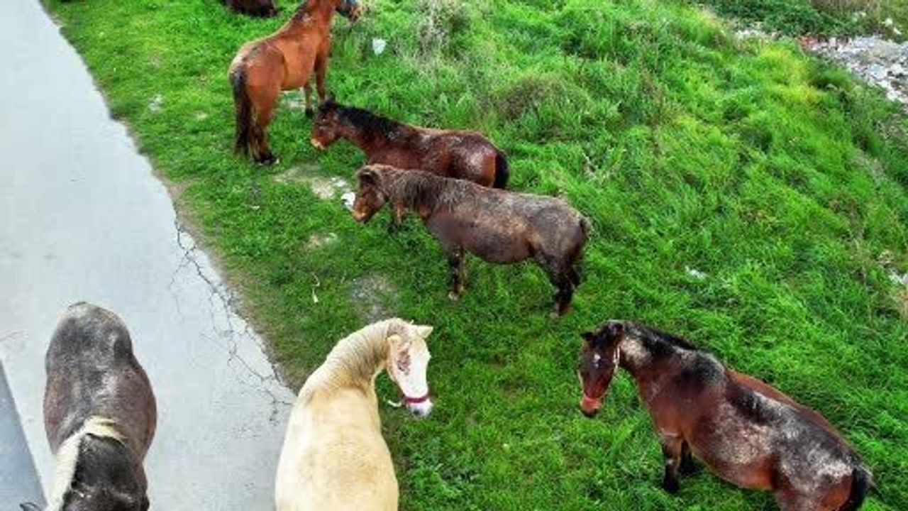 Arnavutköy'de Başıboş Atlar: Sokaklarda Yaşam Mücadelesi ve Trafik Riski