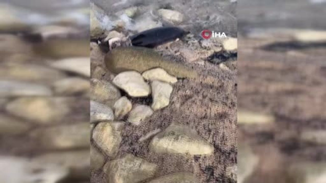 Arnavutköy Karaburun Sahili'nde iki yunus sahile vurdu