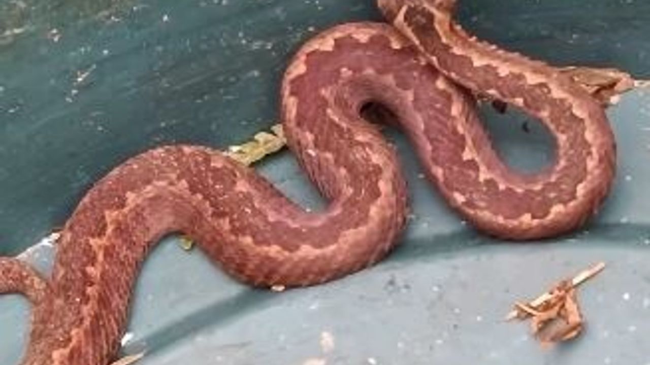 Artvin Borçka'da Kafkas engereği görüldü: Doğu Karadeniz'de yılanlar da kış uykusuna yatmadı