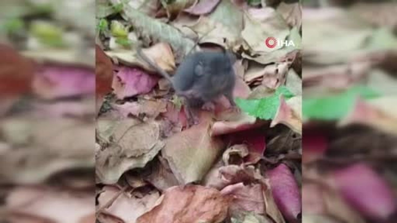 Artvin'de köy yaşamı: Hülya Dokur'un fareye Trabzon hurması yedirdiği anlar sosyal medyada ilgi topladı